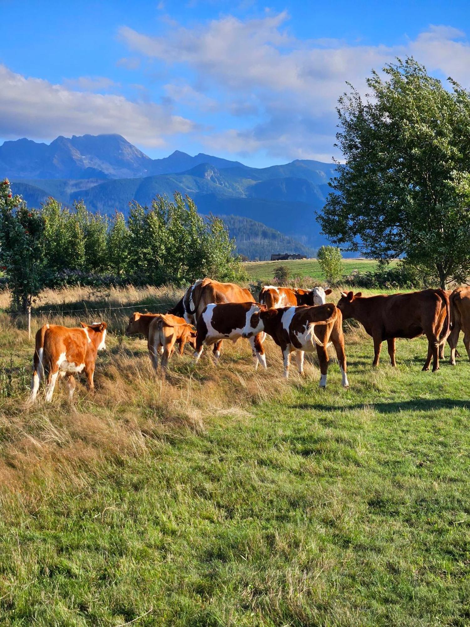Goralska Chatka 2 Highland Cottage - Split Ac, Jacuzzi, Sauna, Private Parking, Mountains View, Garden, Zakopane Ngoại thất bức ảnh